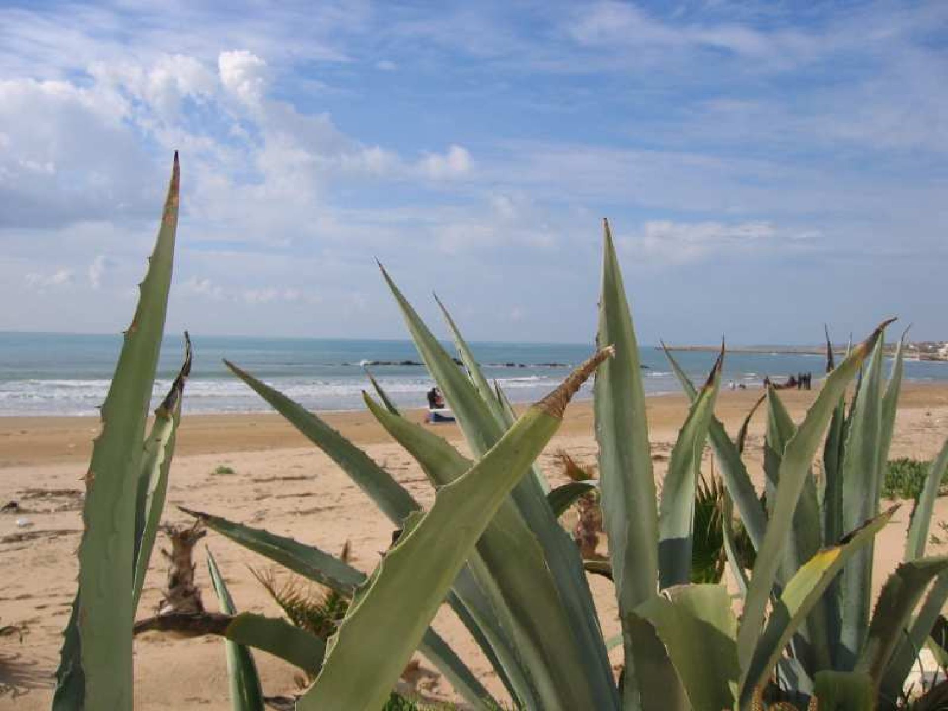 Agave sulla spiaggia a Donnalucata